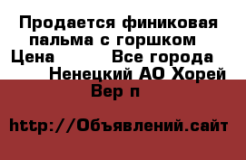 Продается финиковая пальма с горшком › Цена ­ 600 - Все города  »    . Ненецкий АО,Хорей-Вер п.